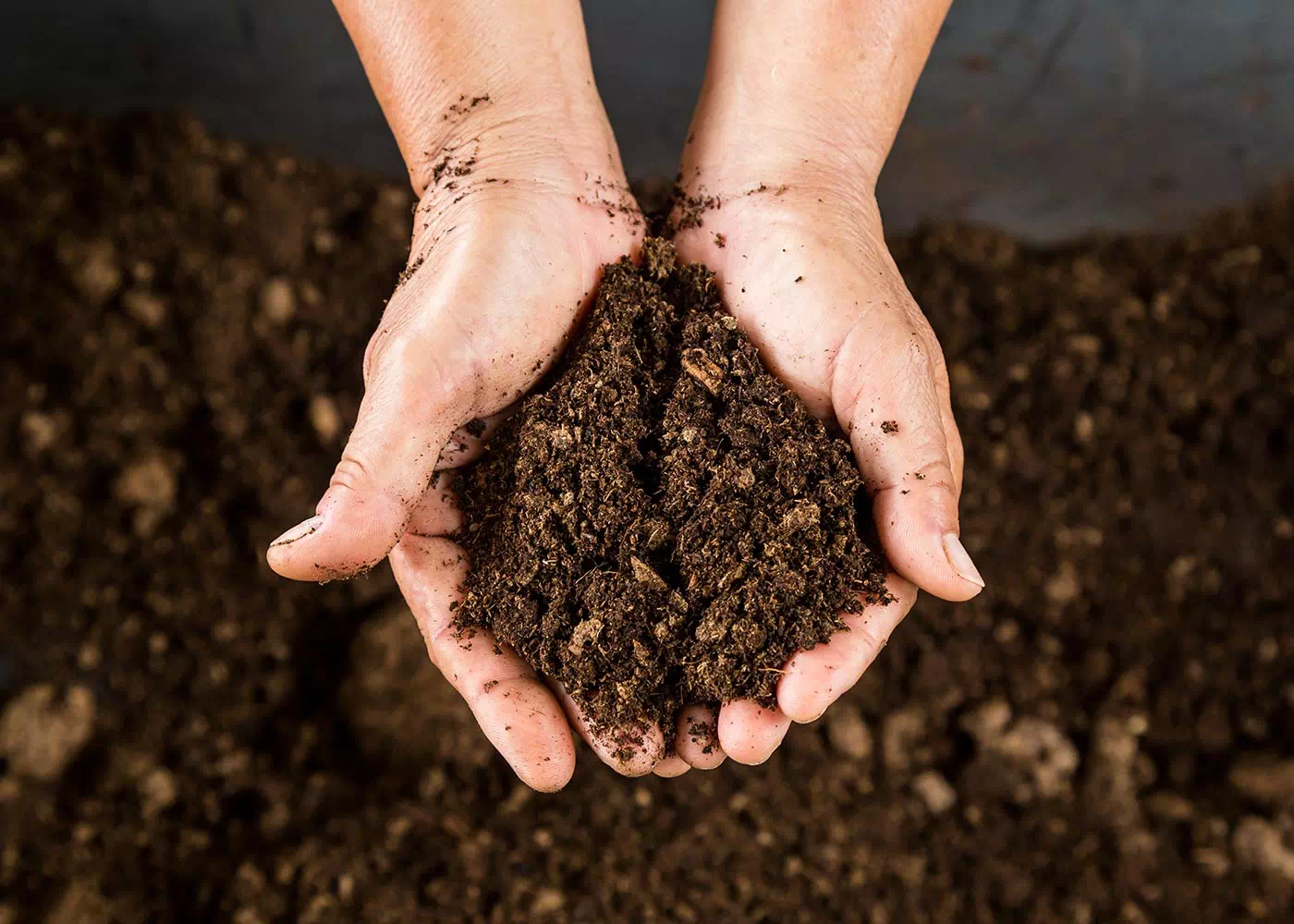 Mani mostrano compost appena lavorato